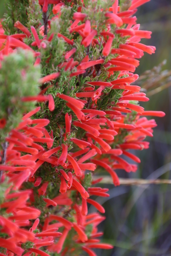 Image of Erica pillansii by (c) Tony Rebelo, some rights reserved (CC BY-SA)