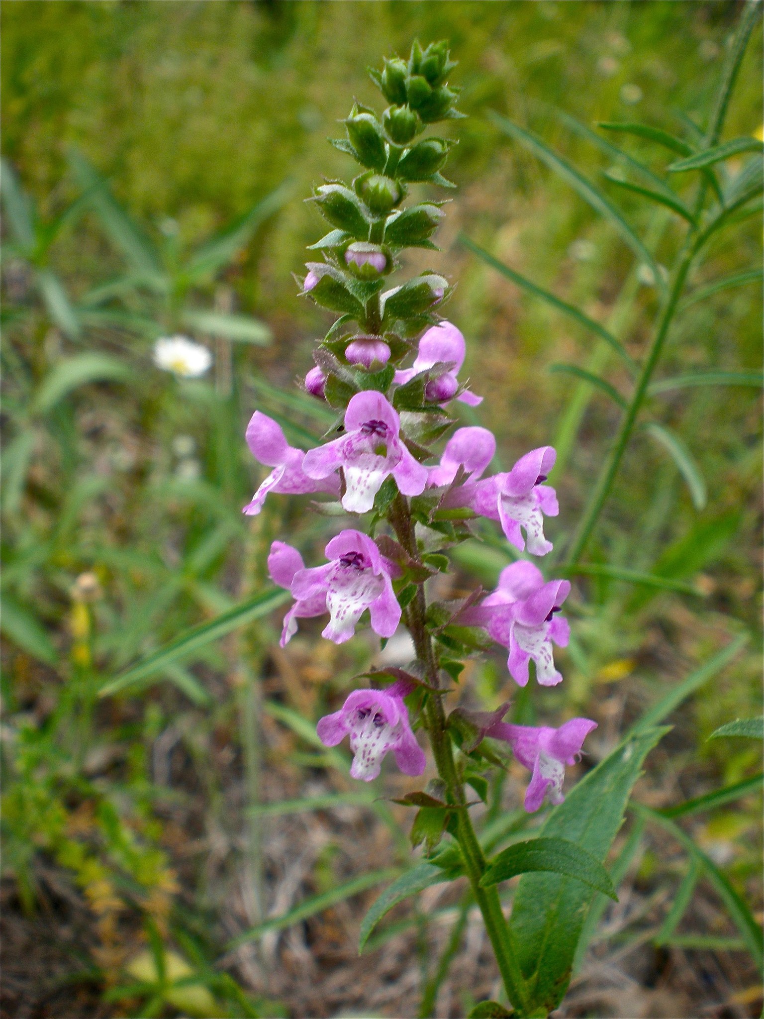 Warnockia scutellarioides