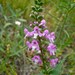 Warnockia scutellarioides - Photo (c) Mary PK Burns, μερικά δικαιώματα διατηρούνται (CC BY-NC)