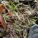 Leptinella maniototo - Photo Ningún derecho reservado, subido por Peter de Lange