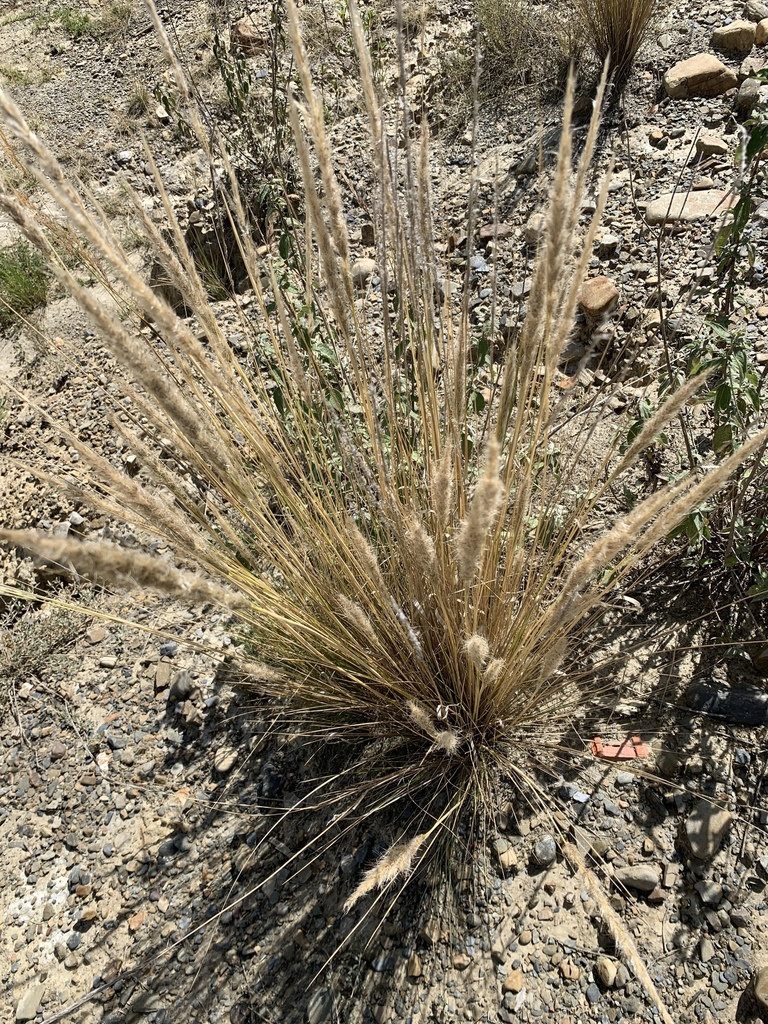 Jarava leptostachya