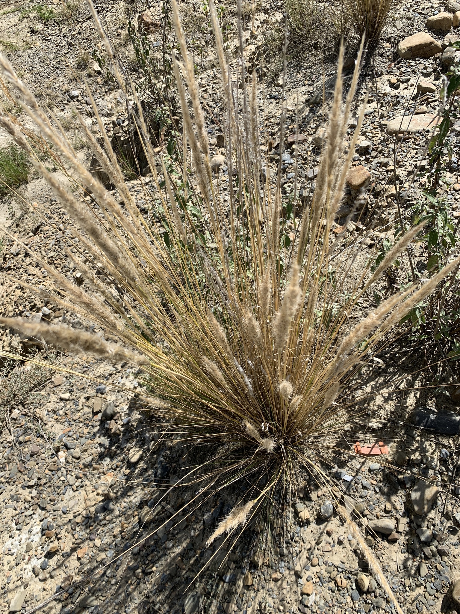 Jarava leptostachya