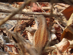 Aspidoscelis motaguae