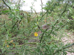 Parkinsonia texana macra