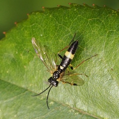 Allantus cingulatus
