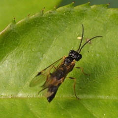 Allantus cingulatus