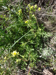 Potentilla drummondii
