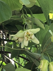 Passiflora biflora