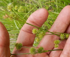 Juncus texanus