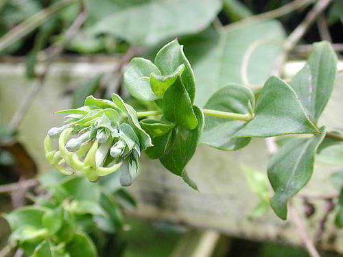 Kadua degeneri