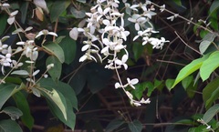 Congea tomentosa
