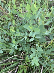 Baptisia sphaerocarpa