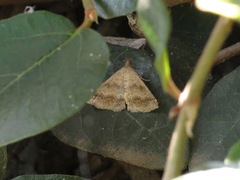 Tetanolita palligera