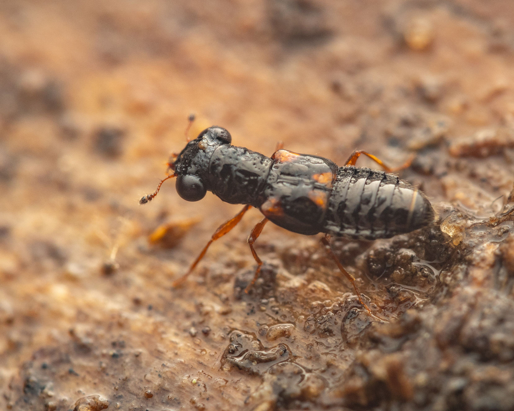 Megalopinus rufipes