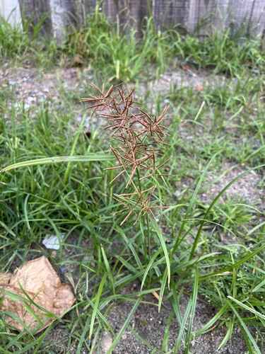 Cyperus rotundus iNat (1)