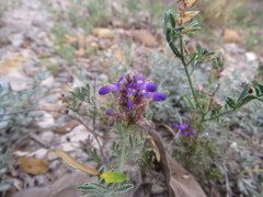 Dalea pogonathera walkerae