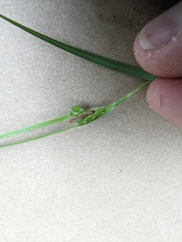 Edwards Plateau Sedge (Carex edwardsiana)