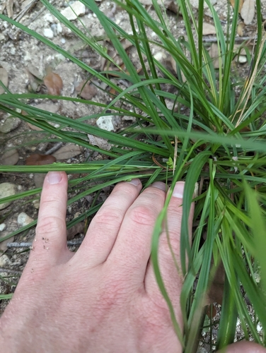 Image of Carex edwardsiana by (c) Cleveland Powell, some rights reserved (CC BY)