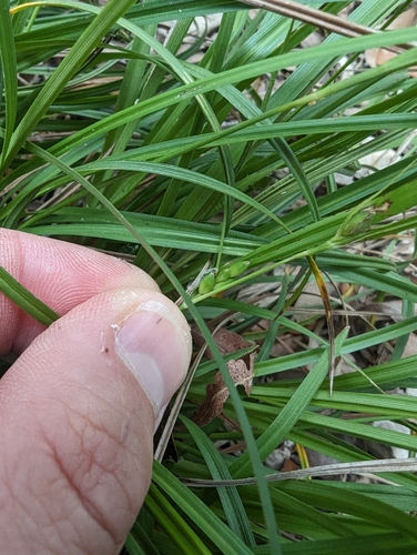 Image of Carex edwardsiana by (c) Cleveland Powell, some rights reserved (CC BY)