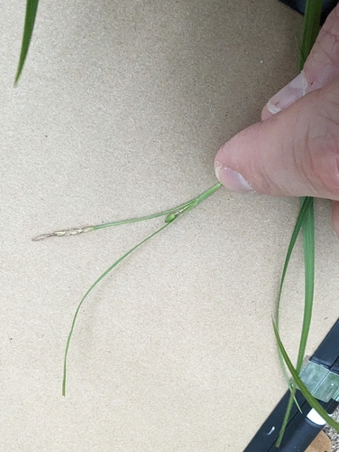Image of Carex edwardsiana by (c) Cleveland Powell, some rights reserved (CC BY)