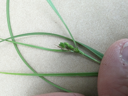 Image of Carex edwardsiana by (c) Cleveland Powell, some rights reserved (CC BY)