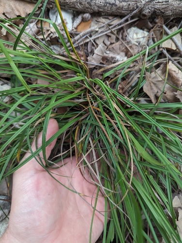 Image of Carex edwardsiana by (c) Cleveland Powell, some rights reserved (CC BY)