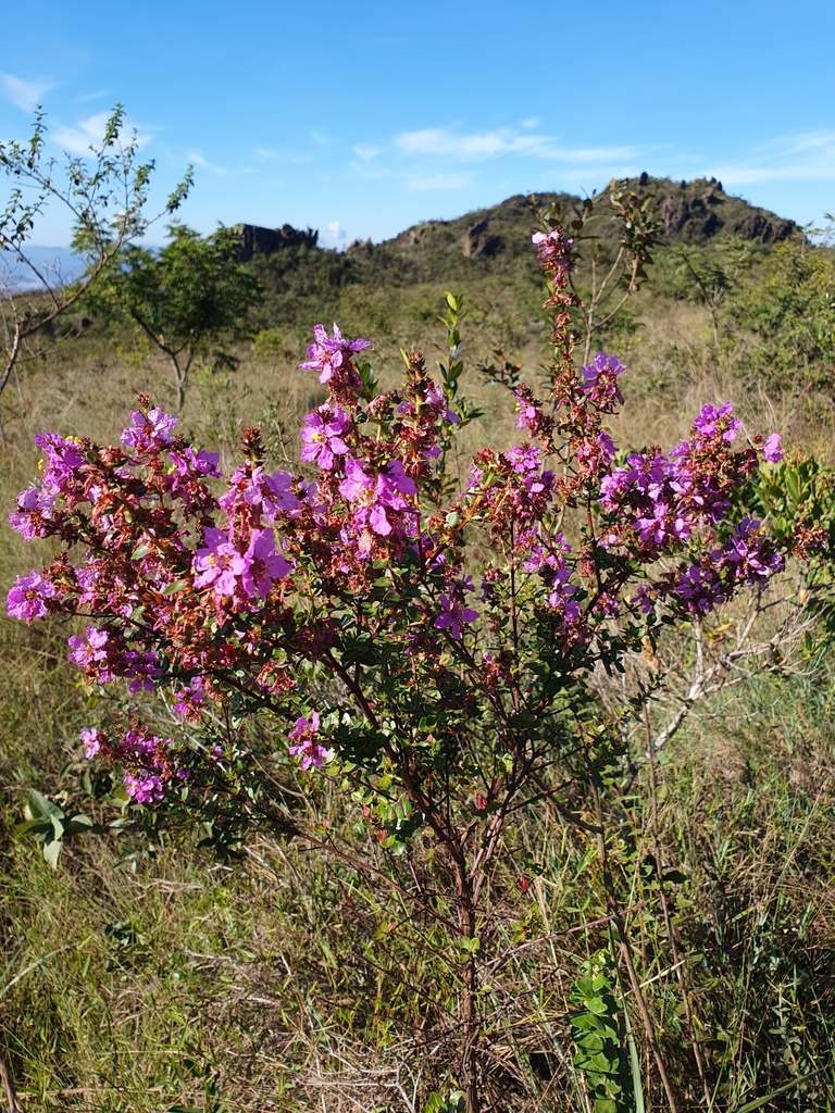 Diplusodon buxifolius