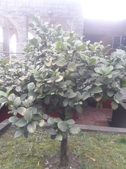 Posoqueria latifolia