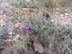 Dalea pogonathera walkerae