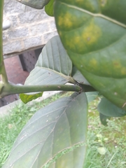 Posoqueria latifolia