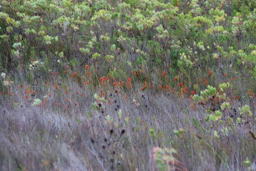 Image of Erica pillansii by (c) Tony Rebelo, some rights reserved (CC BY-SA)