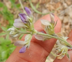 Pediomelum digitatum