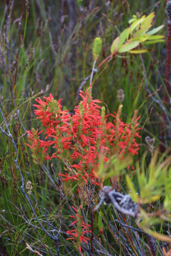Image of Erica pillansii by (c) Tony Rebelo, some rights reserved (CC BY-SA)