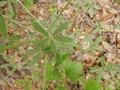 Pediomelum digitatum