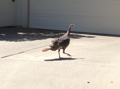 Meleagris gallopavo intermedia