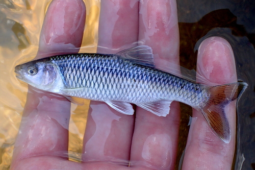 Satinfin shiner (Cyprinella analostana) — Cyprinidae — 2