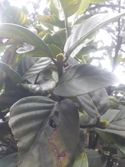 Posoqueria latifolia