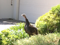 Meleagris gallopavo intermedia