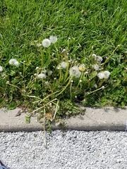 Taraxacum