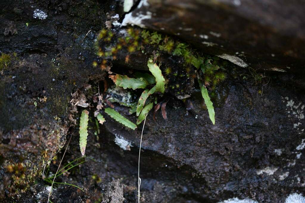 Enterosora barbatula