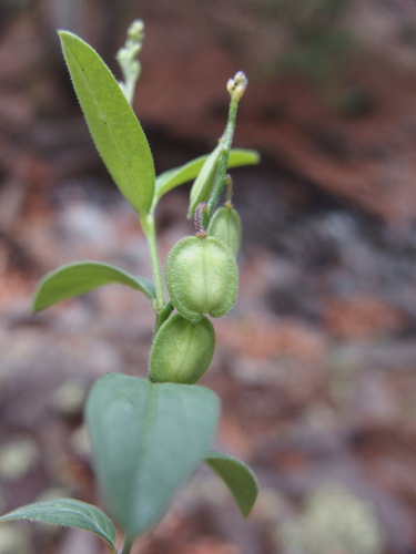 Image of Hebecarpa obscura by (c) Sue Carnahan, some rights reserved (CC BY)