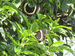 Papilio garamas garamas