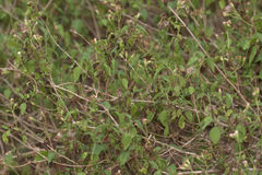 Tamaulipa azurea