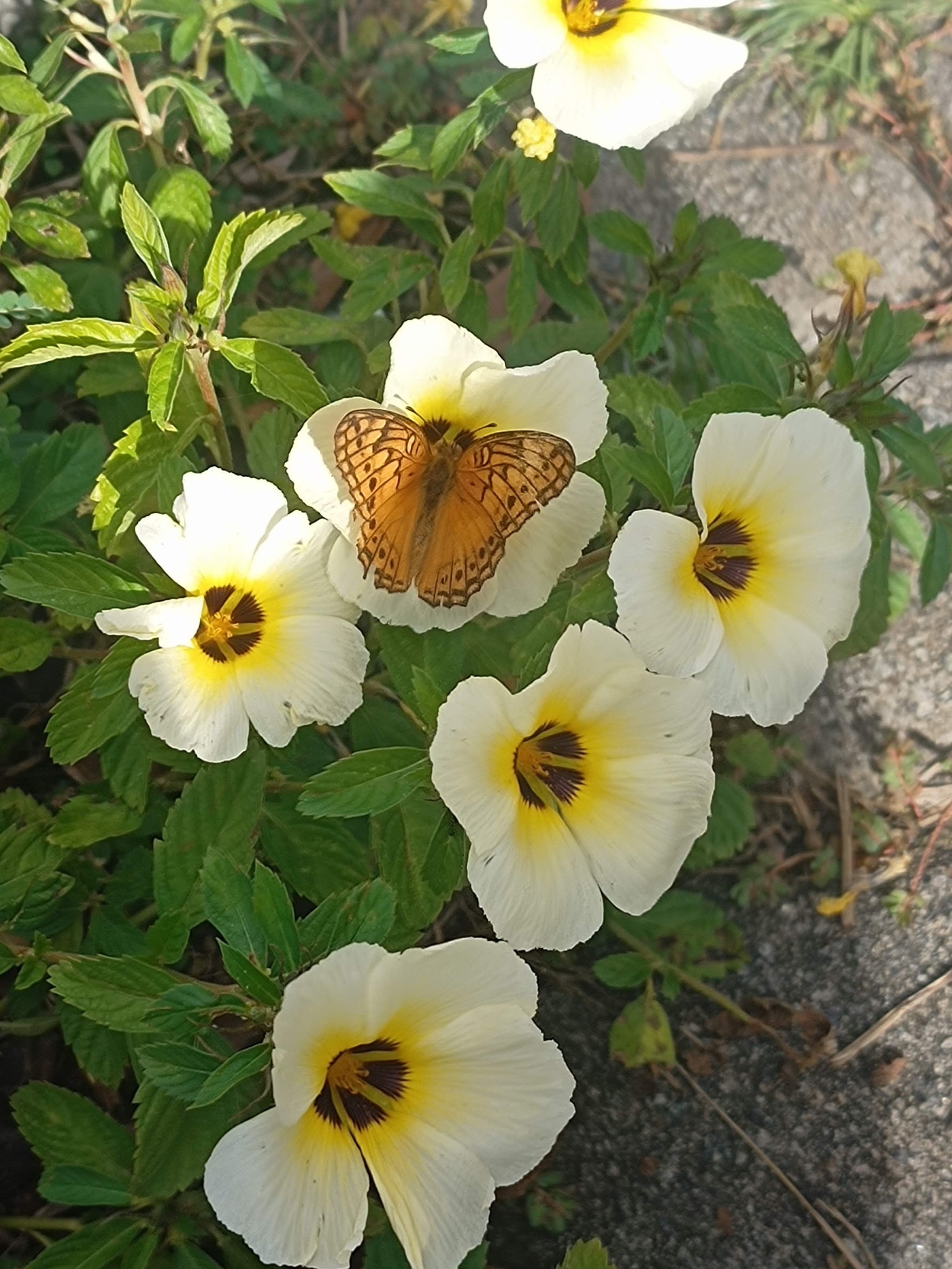 Turnera subulata
