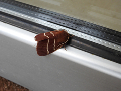 Macrothylacia digramma