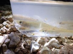 Fundulus catenatus