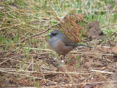 Junco insularis