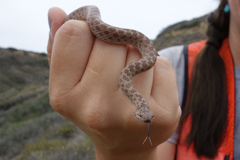Hypsiglena ochrorhynchus klauberi