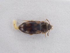 Litargus connexus