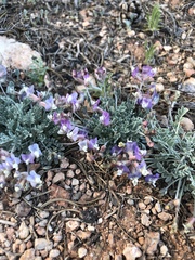 Astragalus calycosus